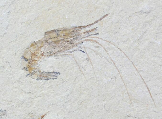 Cretaceous Fossil Shrimp Carpopenaeus - Lebanon #20890